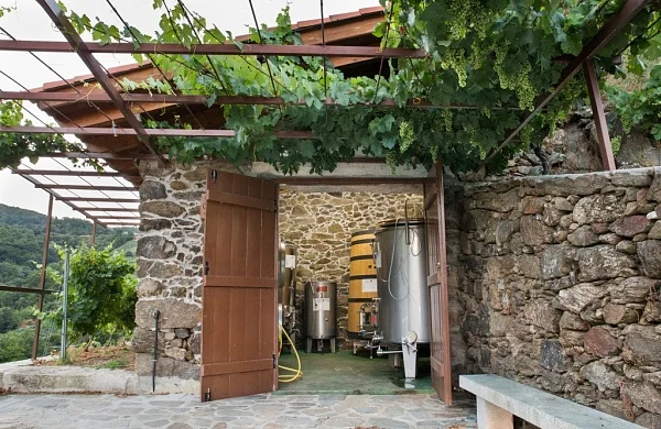 Castrofiz | Viñedos junto al Miño