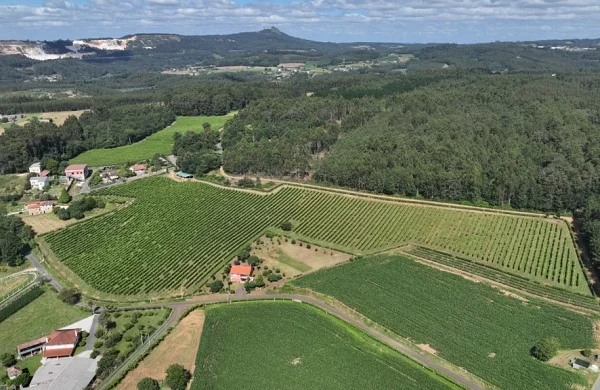 María Manuela | Albariño de finca