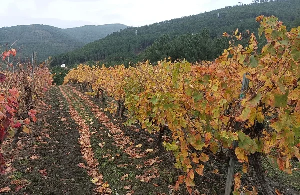 Sumérgete en la viticultura de Valdeorras | Experiencia premium