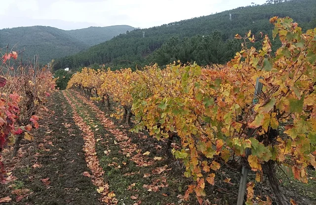 Sumérgete en la viticultura de Valdeorras | Experiencia premium